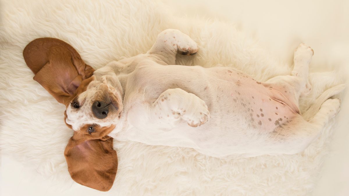 25 Dog Breeds That Require the Least Amount of Exercise