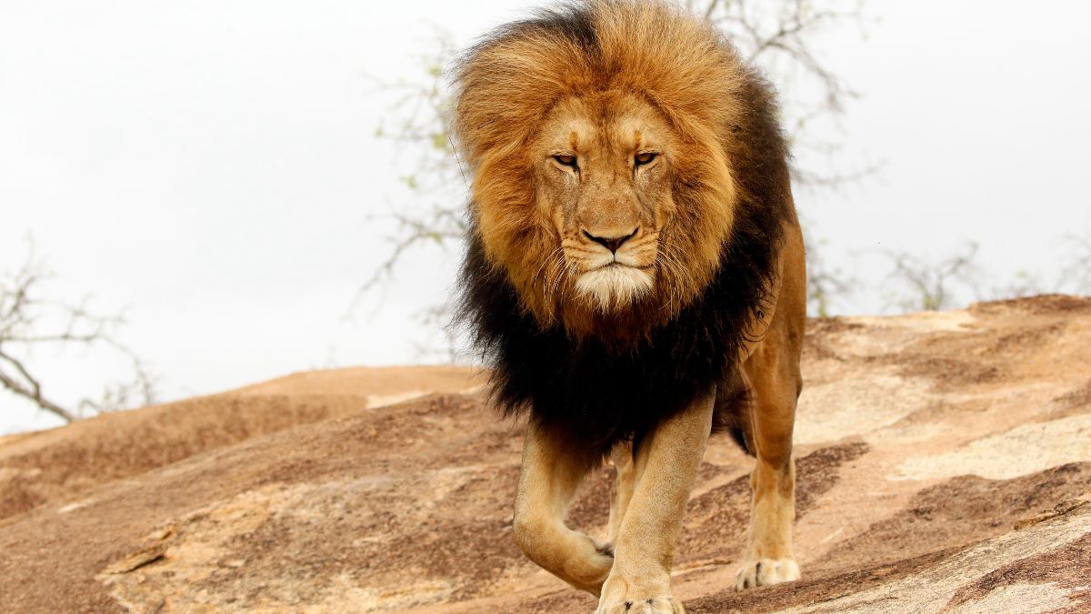 5 Elderly Lions in New Zealand Were Saved From Euthanasia After Investors Stepped In