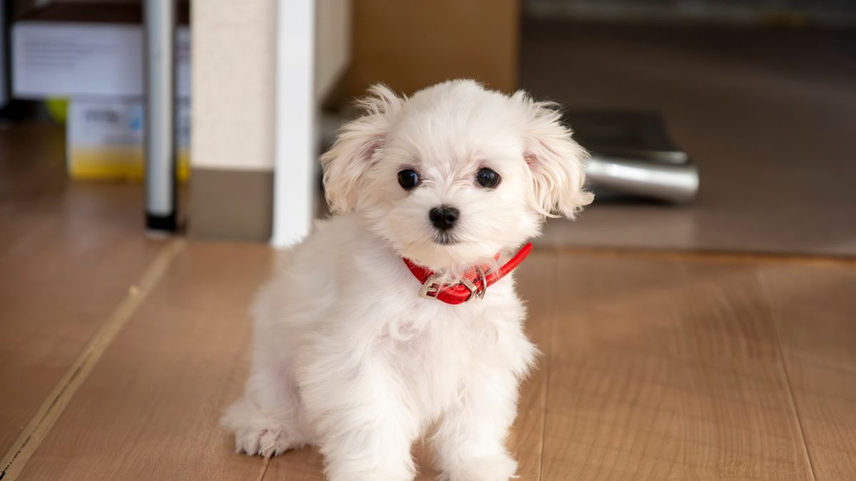 Dog Breeds That Shed the Least (Besides Poodles)