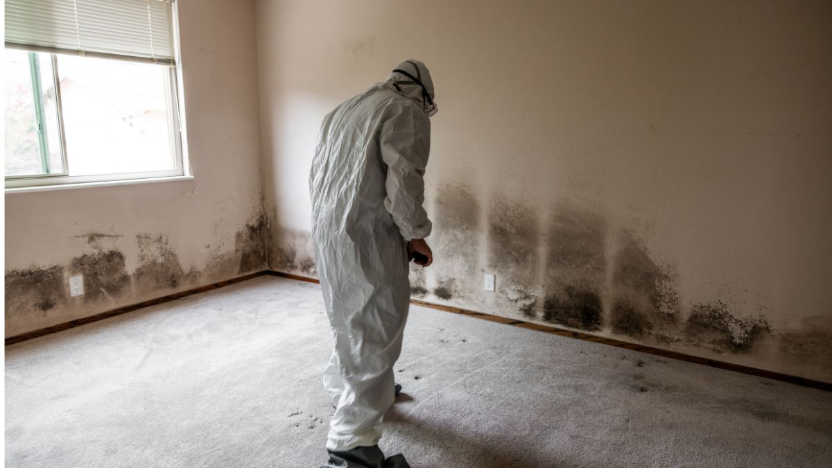 20 Signs Your House Has a Hidden Mold Problem