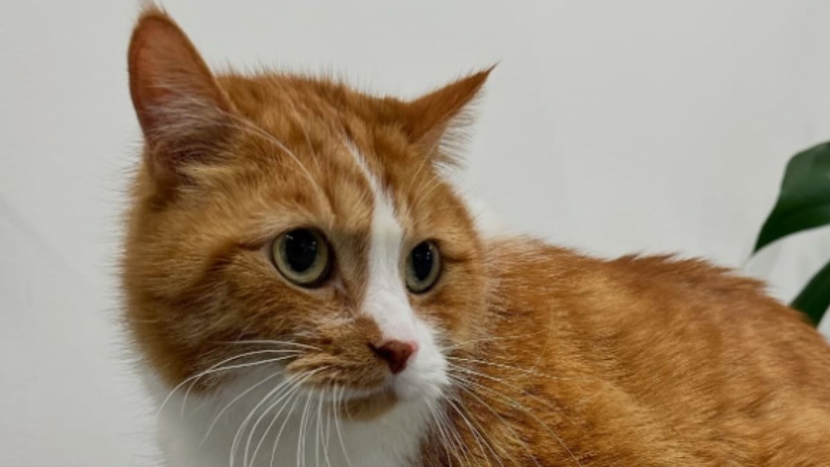 Mister Kitty Went From 13 Kilograms and Hating Exercise to Completely Unrecognizable