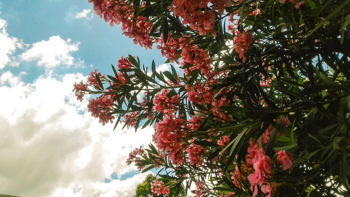 Beautiful Flowers and Plants That Are Highly Toxic to Dogs