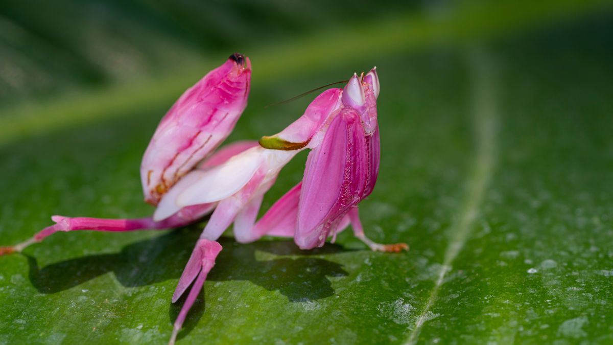 Animals That Evolved to Look Like Something Completely Different