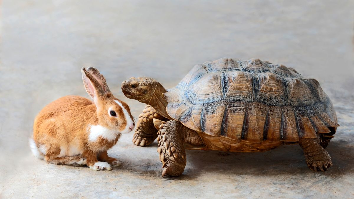 Beloved Pet Breeds That Are Prone to Extremely Strange Phobias