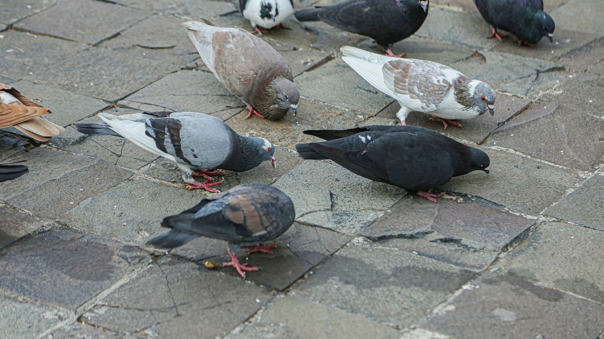 Pigeons in Krakow Are Now Being Fed Contraceptives to Control Their Population