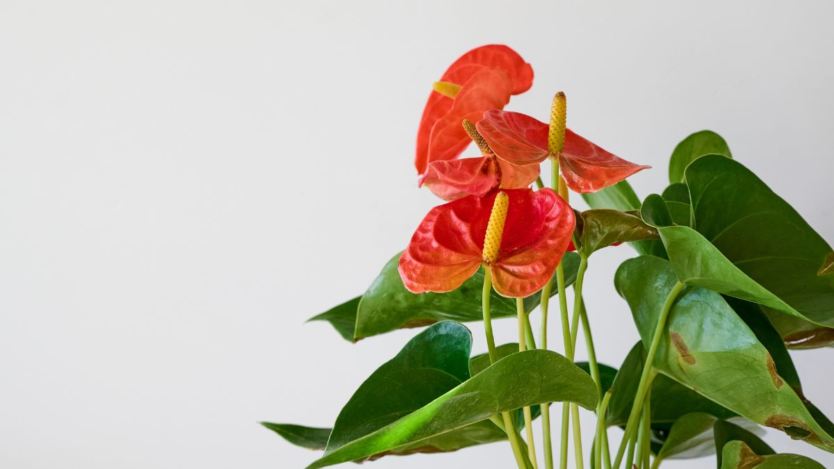 Household Plants That Are Secretly Purifying Your Air