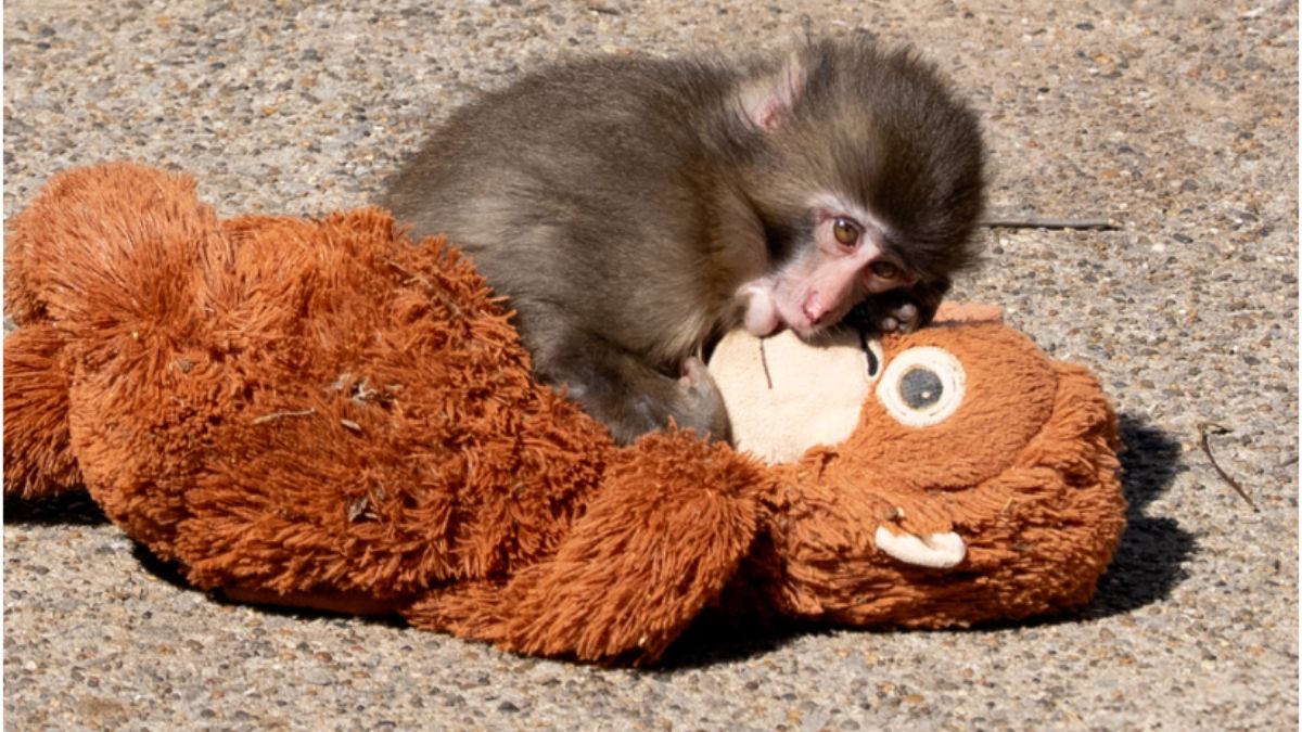 Punch Learned a New Trick and People Are Saying: “Currently the Greatest Hope for Humanity”