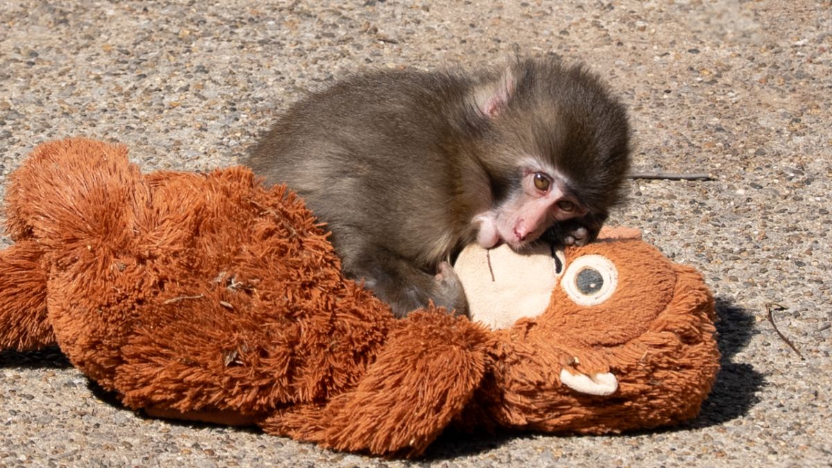 The Heartbreaking Story of Punch the Monkey and Why Animal Mothers Sometimes Abandon Their Young