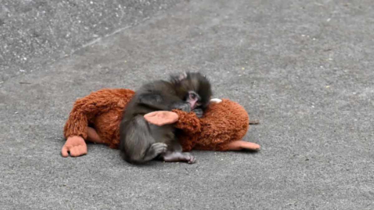 The Heartwarming Story of Baby Monkey Punch Just Got Even More Touching