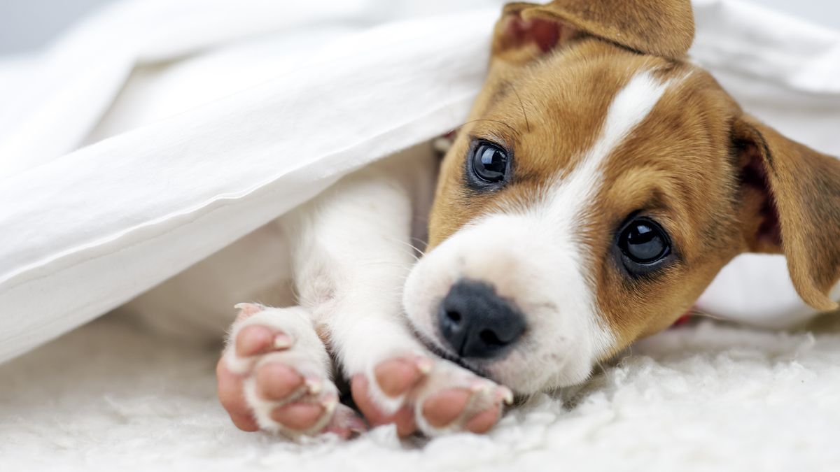 6 Things You Need to Think About Before Adopting a Dog From a Shelter