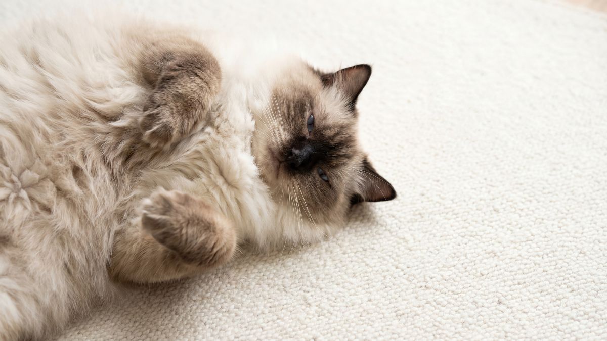 Cat Breeds That Are Known to Be “Velcro Cats”