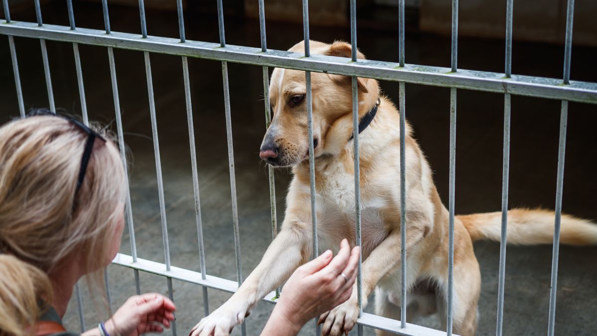 20 Things You Should Know Before Adopting a Rescue Pet