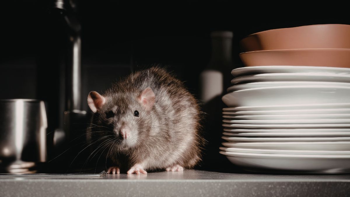 30 Kitchen Habits That Secretly Attract Roaches and Rats
