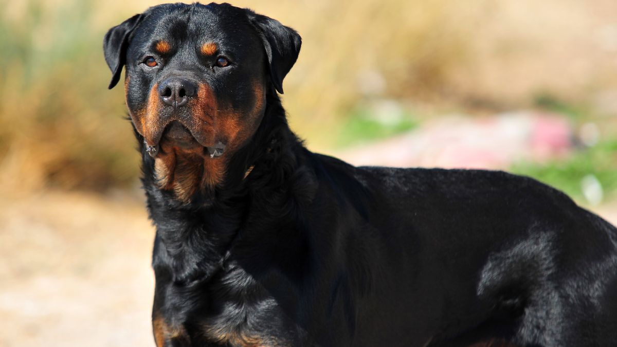 The Best Dog Breeds for Protection