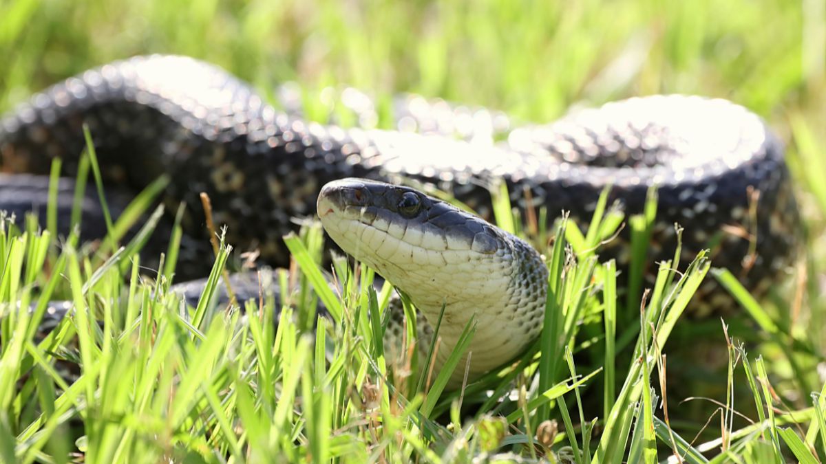 Everyday Things in Your Yard That Attract Snakes