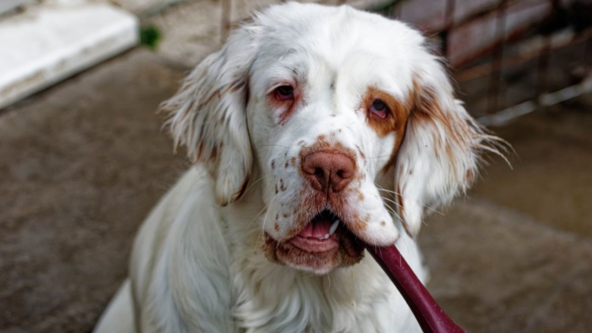 Meet Bruin, the Most Beautiful Dog in the World 2026