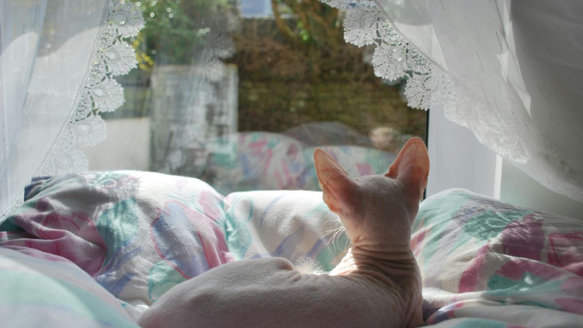 The Best Cat Breeds That Don’t Shed Much