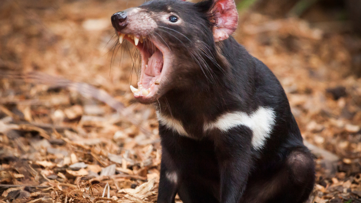Animals That Look Terrifying but Are Actually Complete Sweethearts