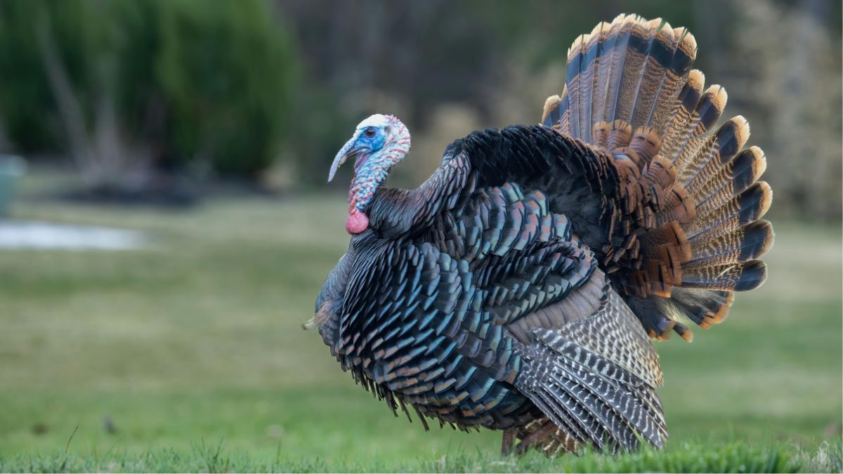 The Reason We Don’t Eat Turkey Eggs Might Surprise You