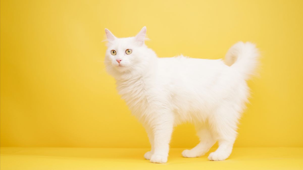 15 Cat Breeds That Are Known for Being Hypoallergenic