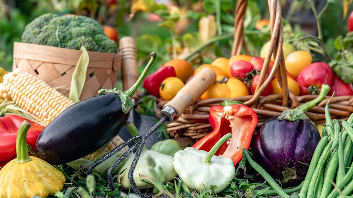 The Best Vegetables to Plant for a Summer Harvest