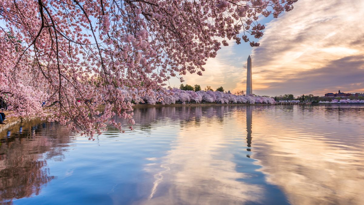 The Best Places to See the Cherry Blossoms (Besides Japan)