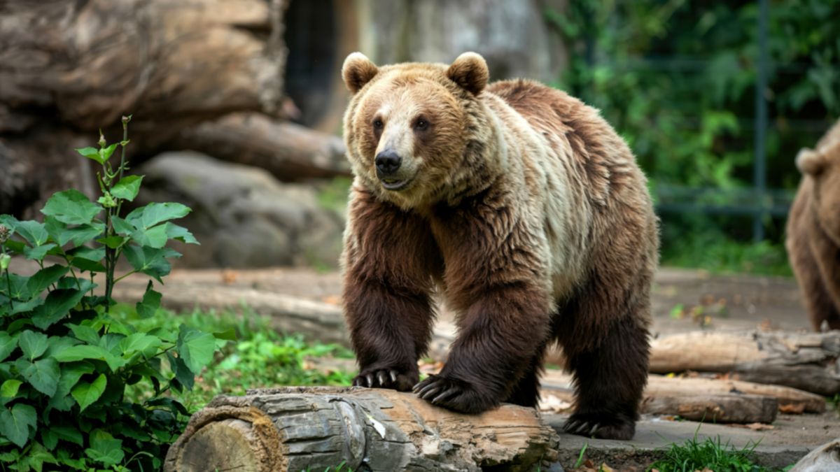 Popular Zoo Animals That Keep Zookeepers Awake at Night