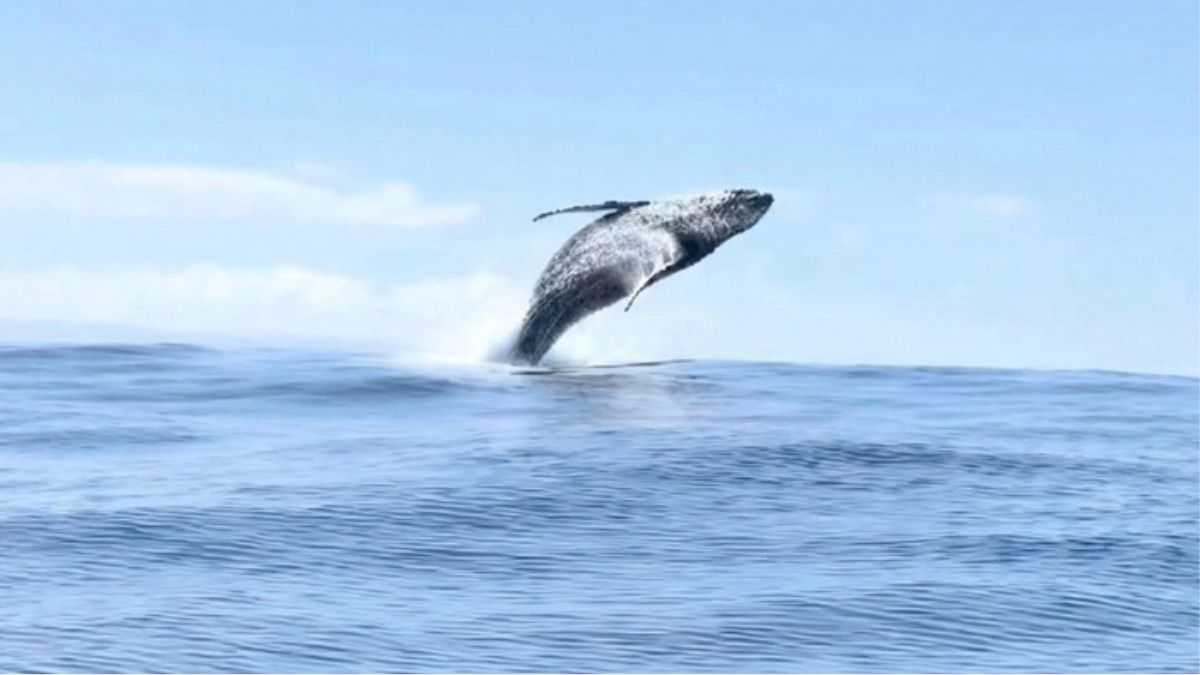A Viral Hawaii Video Captured 3 Whales Leaping Out of the Ocean One After Another
