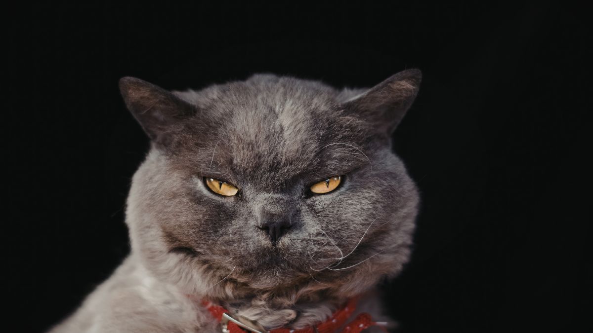 Here Is Why Some Pets Do Not Like Other Animals and What You Can Do About It