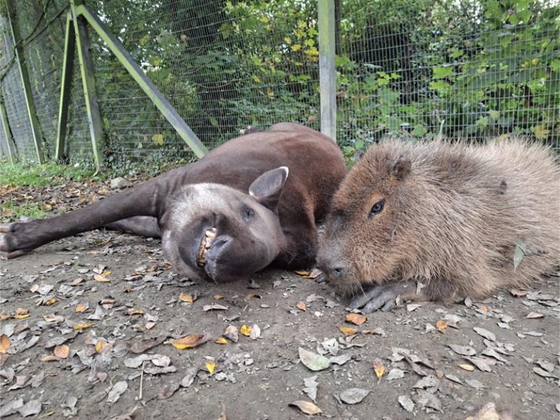 Heartbreaking Decision at Newquay Zoo: Capybara and Tapir Euthanized Together to Avoid Separation