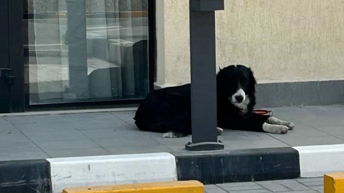 Influencers Fleeing Dubai Are Abandoning Their Pets on the Streets and Even Requesting Euthanasia