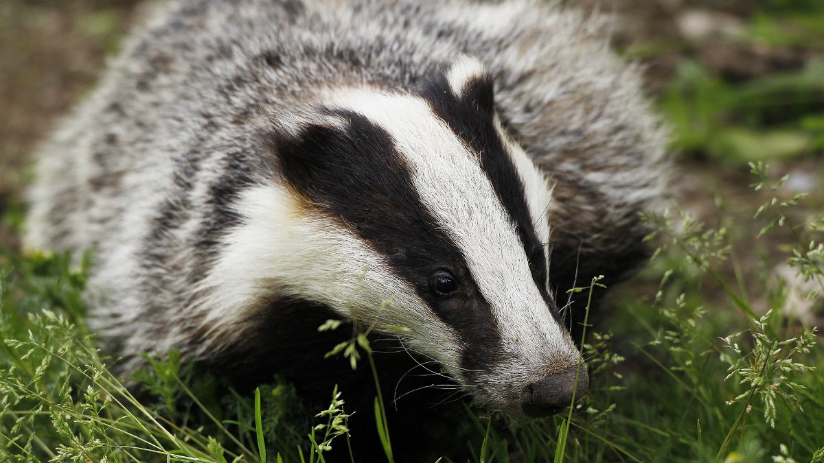 Why Mammals Lack the Vibrant Colors Seen in Reptiles, Birds and Fish