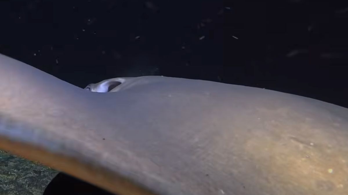 He Lowered a Camera to the Bottom of the Bali Sea: “I Filmed a Creature for the First Time in History”