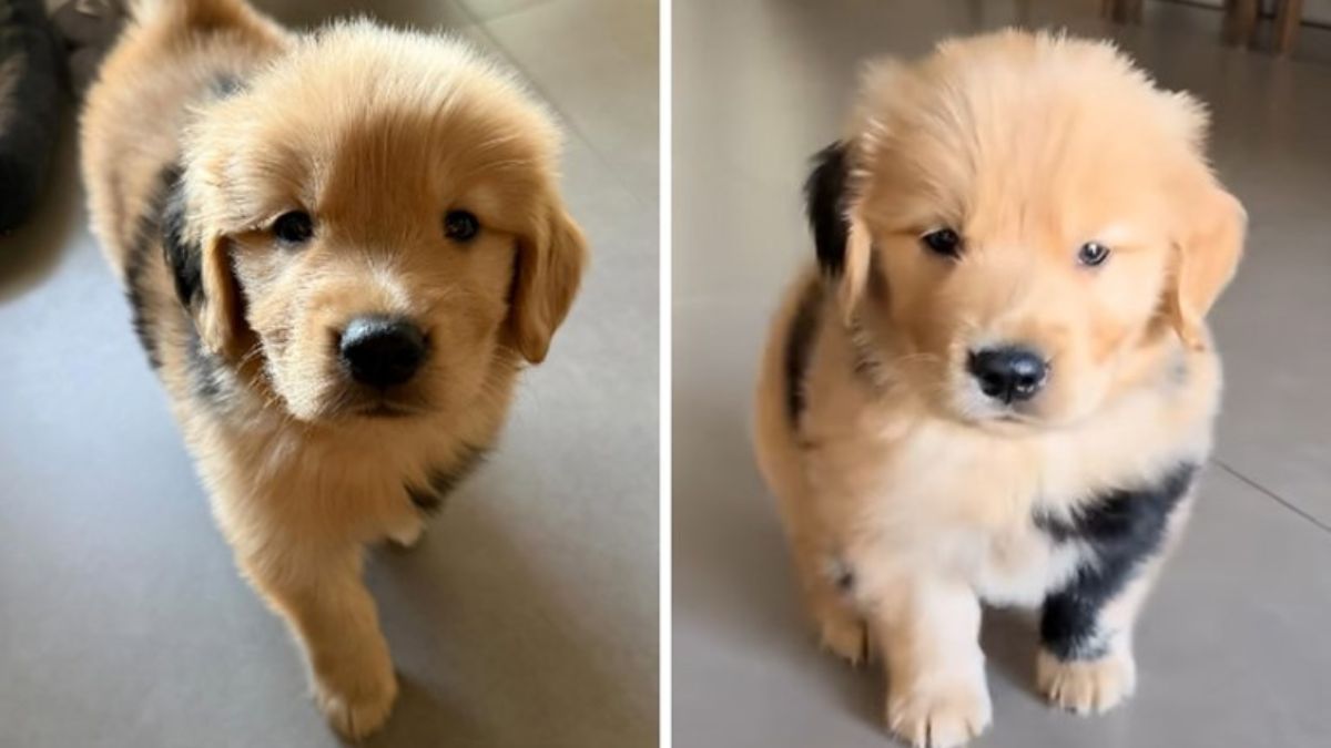 Bernardo the Golden Retriever with Mosaic Fur Has Taken the Internet by Storm