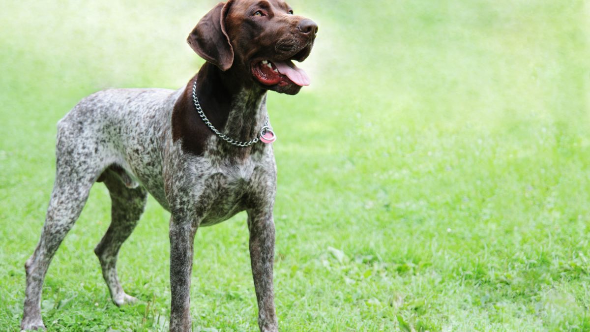 These Ten Dog Breeds Are The Best Choice For Owners Who Want An Active Lifestyle