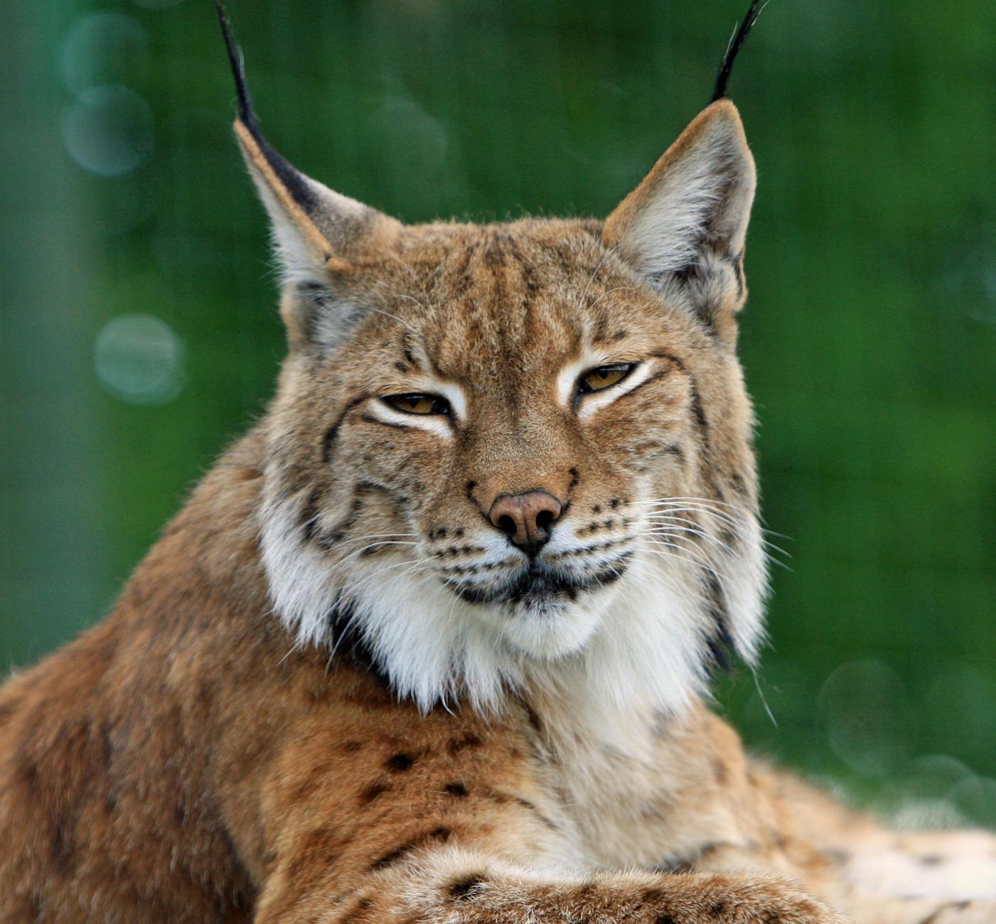 Lynx Animal