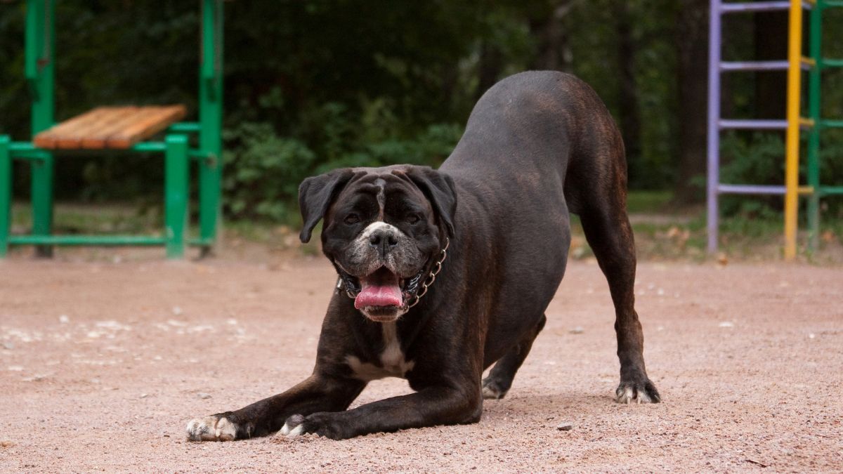 Scientists Have Discovered 15 Dog Breeds at Risk of Serious Breathing Problems