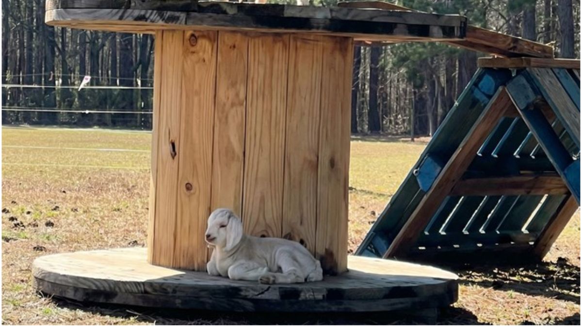 A Mother Goat Panicked Searching for Her Kid That Was Hiding Directly ...