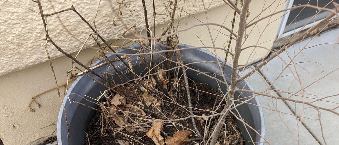 How It Hid! Check if You Can Find the Bunny, Only a Few Succeeded