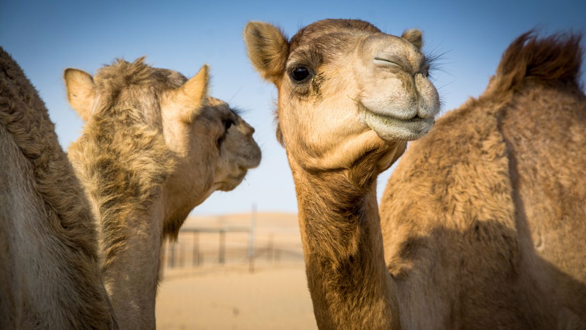 20 Camels Disqualified from Beauty Contest Because of Botox and Fillers