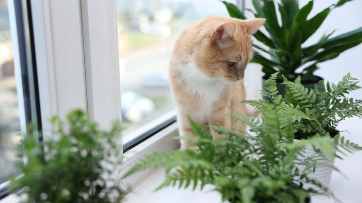 Sweden Introduces Stricter Rules Making It Illegal to Leave Your Cat Unsupervised for Extended Periods