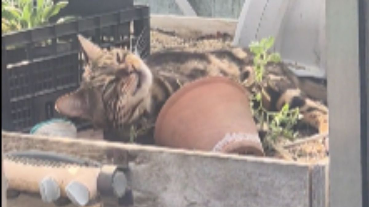 A Man Noticed a Cat Constantly Sneaking Into the Greenhouse and Then Discovered the Hilarious Reason
