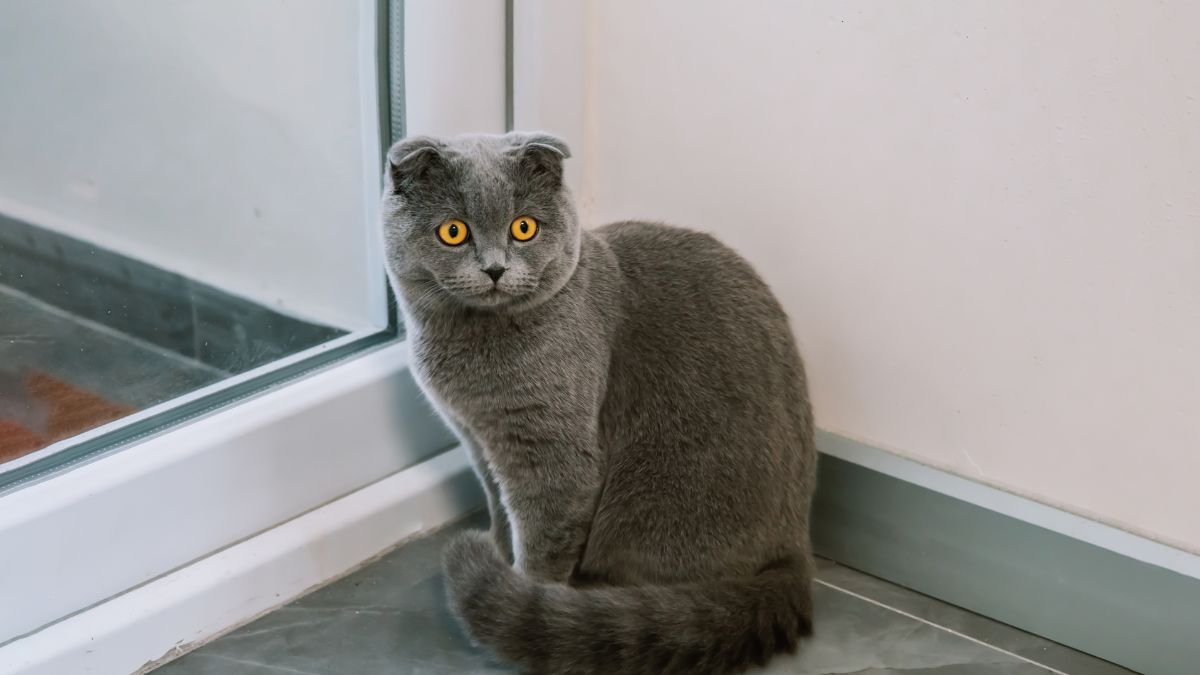 Here Is Why Cats Are So Terrified of Vacuum Cleaners