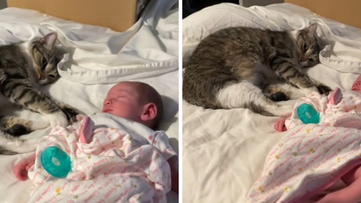 Heart-Melting Moment Shows Family Cat Snuggling With Newborn Baby and Leaves Parents in Tears