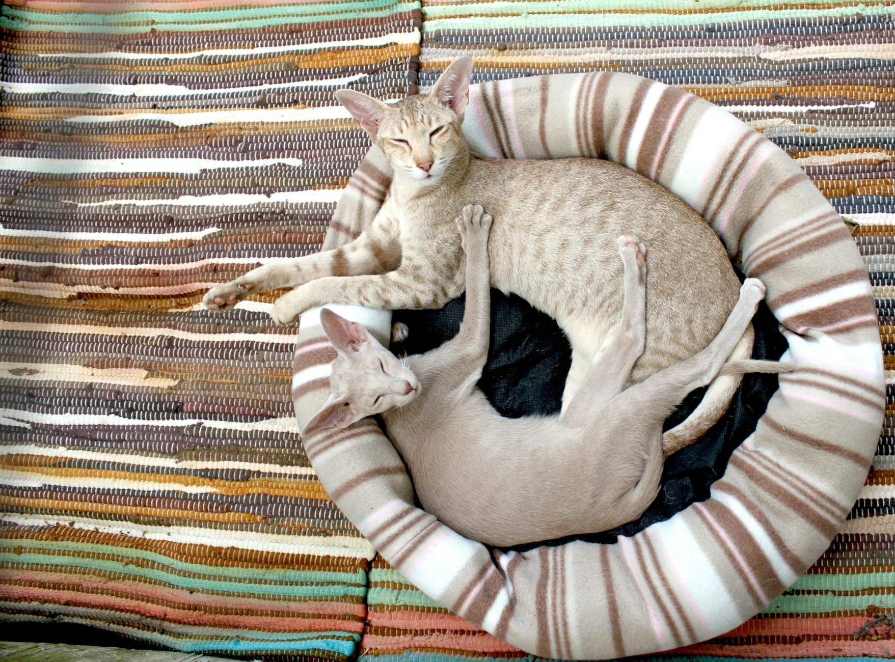 Oriental Shorthair Cat Breed