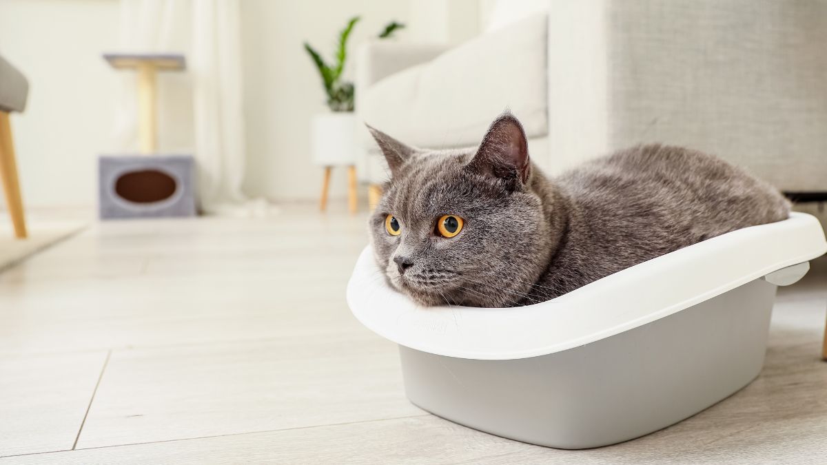 How Much Litter Does a Cat Need and How Often Should You Clean It? The Rule That Really Works