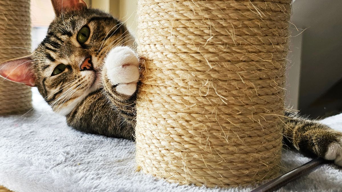 Do Cats Need Their Nails Trimmed?