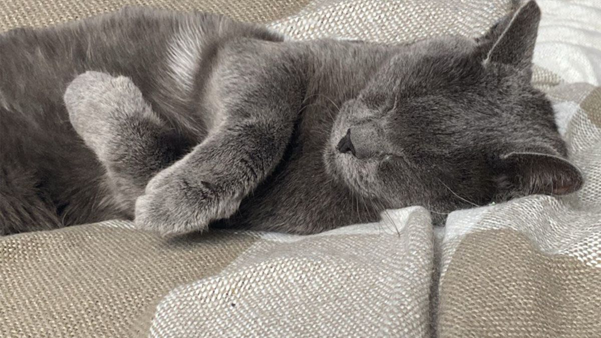 Why Cats Sleep So Much and When You Should Start to Worry