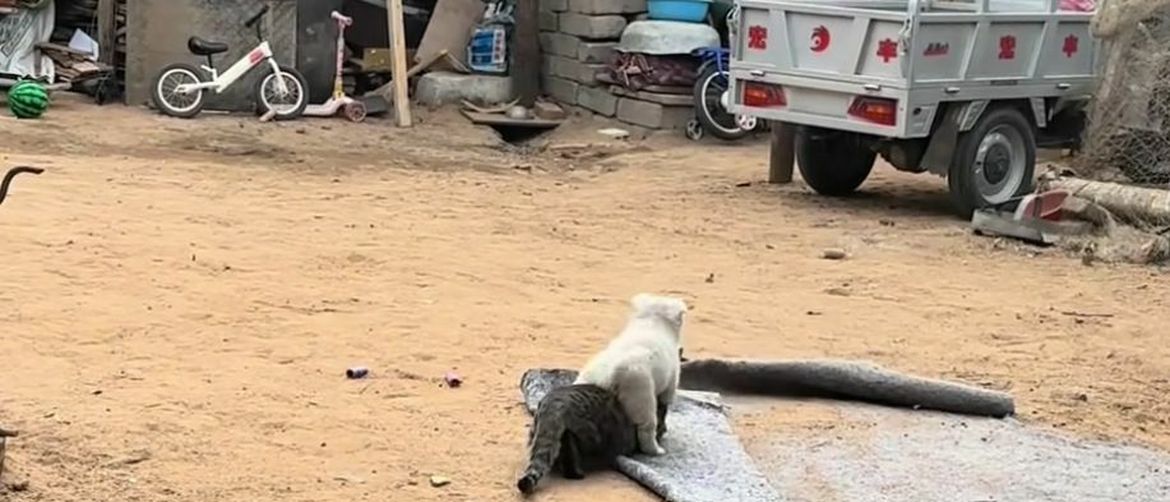 Playful Puppy Spoils Cat’s Plans but Heartwarming Video Delights Viewers Worldwide