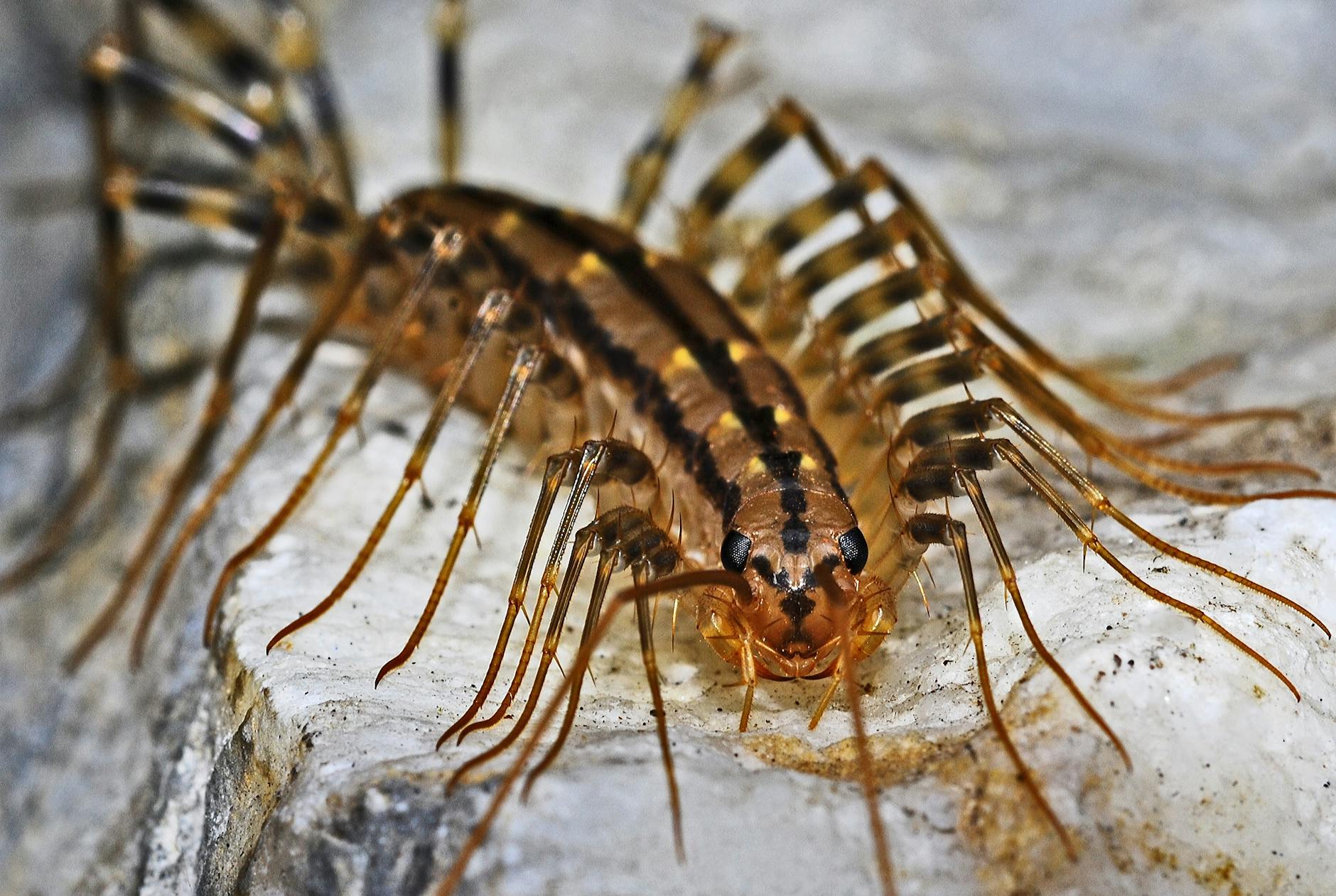 Centipede Animal